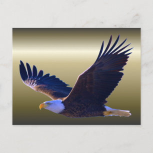 Carte Postale Aigle volant