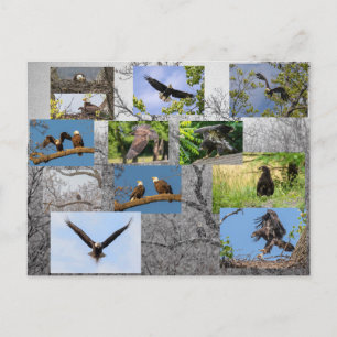 Carte Postale Aigles À Balles, Apportant Junior