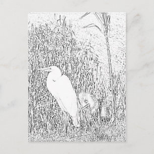 Carte postale - Aigrette dans l'herbe à colorier