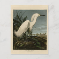 Aigrette neigeuse (Egret) - Les Oiseaux d'Amérique