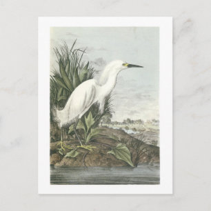 Carte Postale Aigrette neigeuse par Audubon