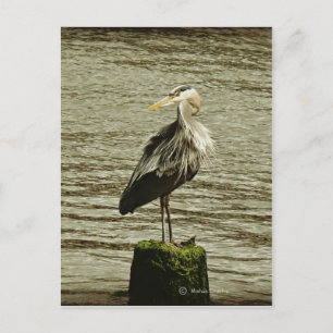 Carte Postale Aiguille