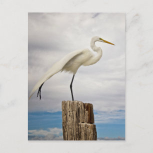 Carte Postale Aiguille talentueuse   Fort Myers Beach, Floride