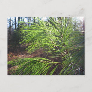 Carte Postale aiguilles