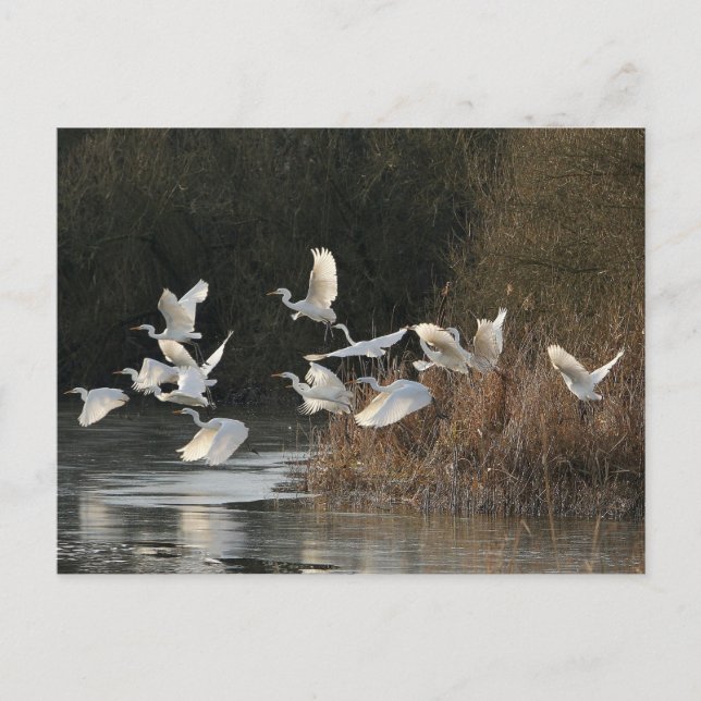 Carte Postale Aiguilles blanches (Devant)