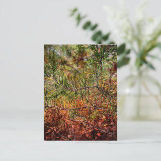 Carte Postale Aiguilles de pin d'automne