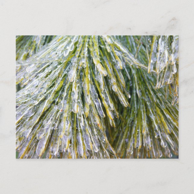 Carte Postale Aiguilles de pin recouvert de glace Botanique hive (Devant)
