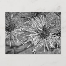 Aiguilles de pin recouvertes de gel en noir et bla