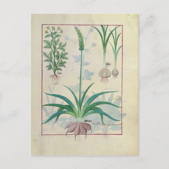 Carte Postale Ail et autres plantes (Devant)