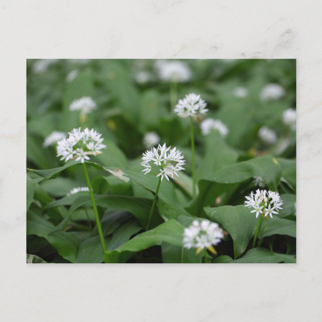 Carte Postale Ail ou ramsons sauvages Allium ursinum (Devant)
