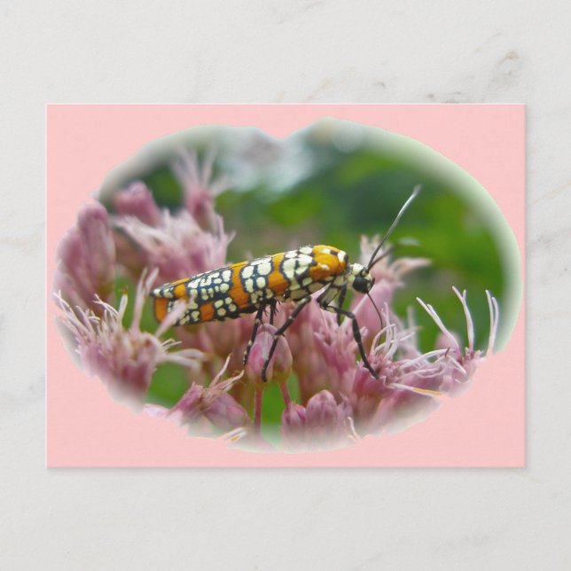 Carte Postale Ailanthus Webworm Moth (Atteva punctella) Articles (Devant)