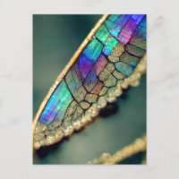 Aile de libellule d'iridescente