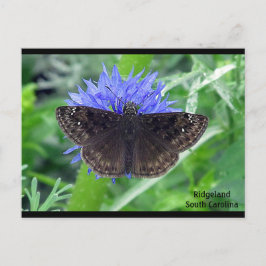 Carte Postale Aile de soie sur Cornflower