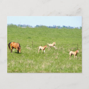 Carte Postale Ailes de mai : Chevaux