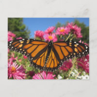 Ailes monarques - Papillon