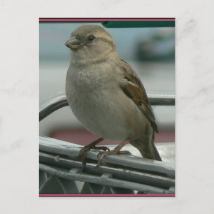 Carte Postale Aimer enlevé : Panier Bird