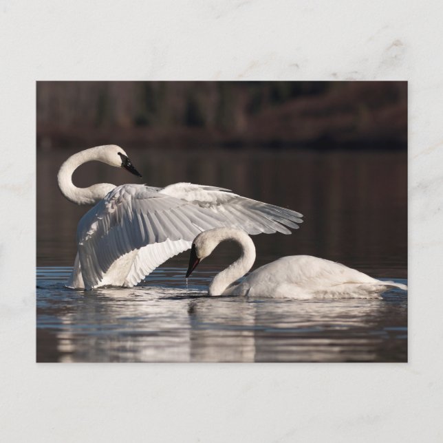 Carte Postale Aimer les cygnes (Devant)