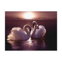 Aimer les cygnes former un coeur