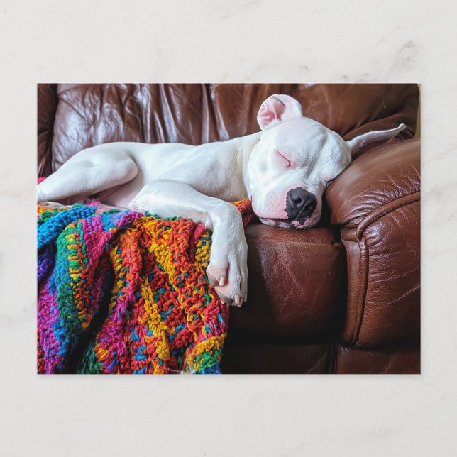 Carte Postale Aimer Pitbull Chien Dormir sur le canapé (Devant)