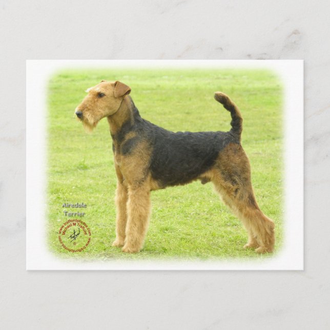 Carte Postale Airedale Terrier 8T092D-16 (Devant)