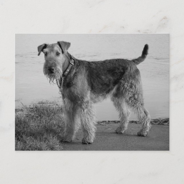Carte Postale Airedale Terrier Chien Chien Chien Chien Noir et B (Devant)