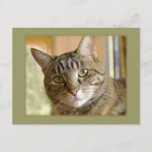 Carte Postale Ajoutez Votre Photo Personnalisée De Votre Modèle