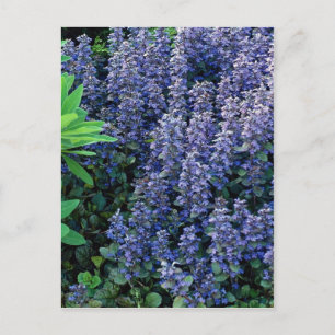 Carte Postale Ajuga reptans - bugle