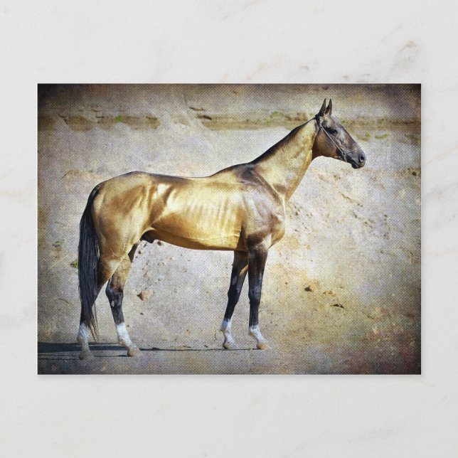 Carte Postale Akhal-teke (Devant)