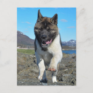 Carte Postale Akita