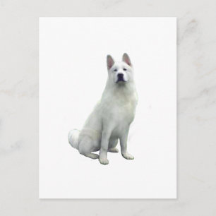 Carte Postale Akita - Blanc