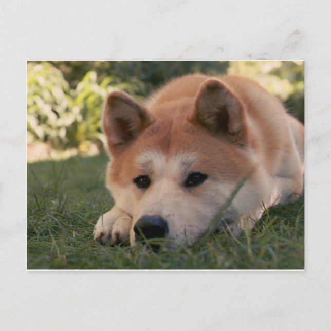 Carte Postale Akita Inu Chien Pensées profondes (Devant)
