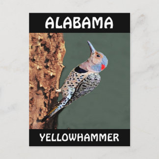 Carte Postale Alabama Yellowhammer