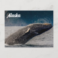 Carte postale Alaska à bosse