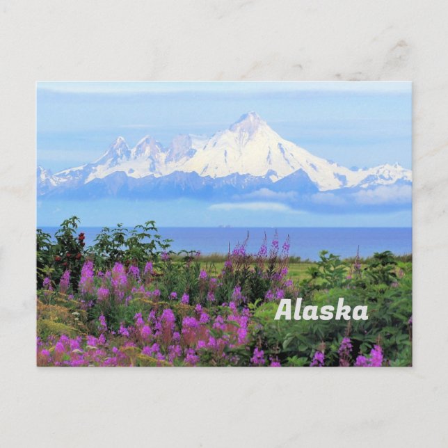 Carte Postale Alaska, glacier du Mont Iliamna et fleurs d'algues (Devant)