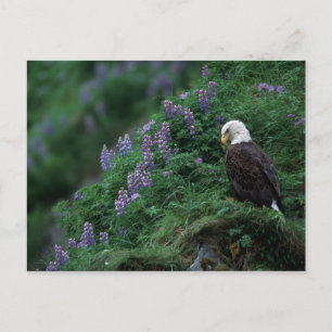 Carte Postale Alaska, île Unalaska Pygargue à tête blanche parmi
