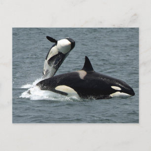 Carte Postale Alaska Killer Whale Photo
