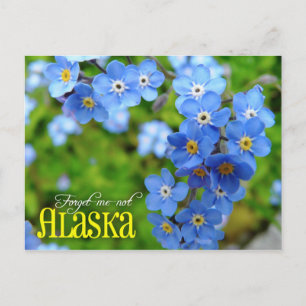 Carte Postale Alaska State Flower : Oublie-moi-non