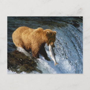 Carte Postale Alaskan Brown Bear Catching Salmon at Brooks