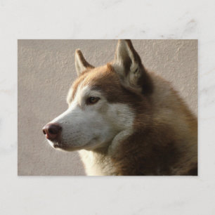 Carte Postale Alaskan Malamute Chien photo