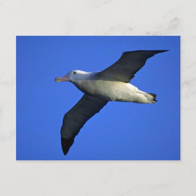 Carte Postale Albatros errants en vol (Devant)