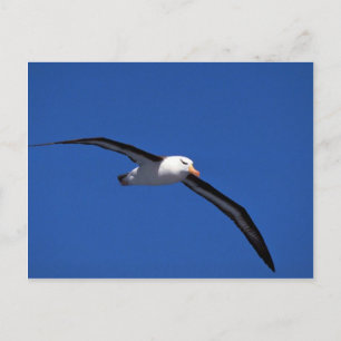 Carte Postale Albatros Noir En Vol