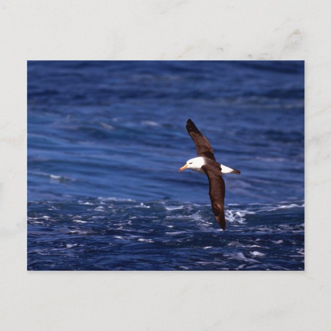 Carte Postale Albatros Noir En Vol (Devant)