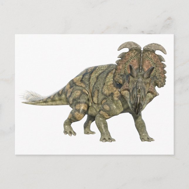 Carte Postale Albertaceratops Dinosaur Regardant vers l'avant (Devant)