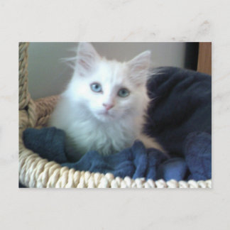 Carte postale Albi sweetheart kitty