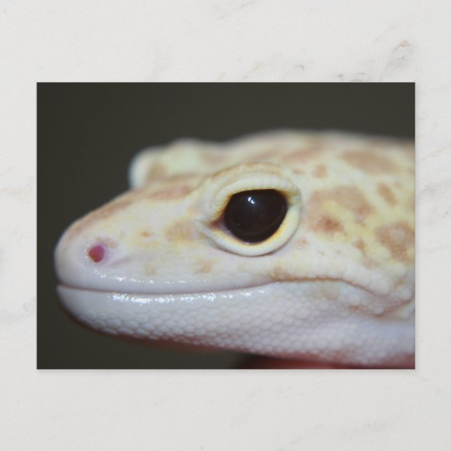 Carte postale Albino Leopard Gecko (Devant)