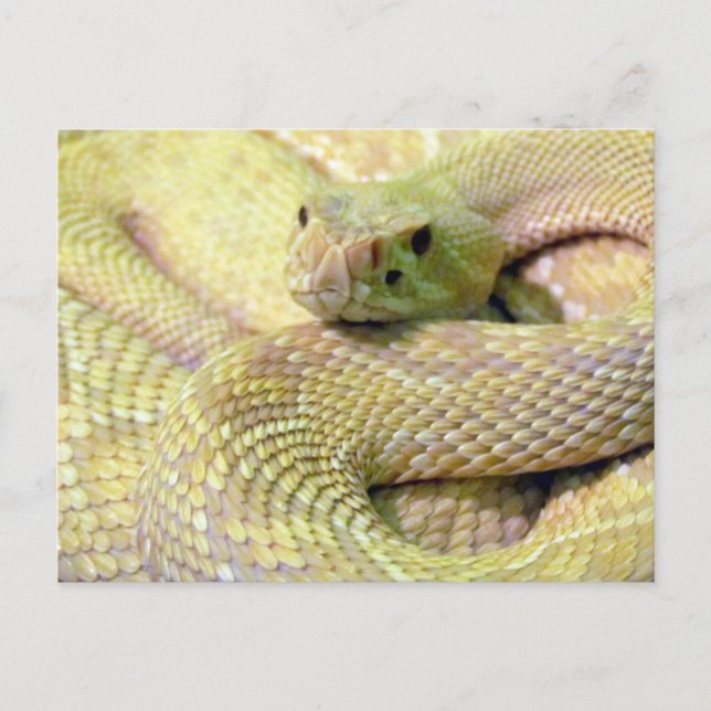 Carte postale Albino Rattlesnake (Devant)
