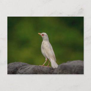 Carte Postale Albino Robin dans Crown Point