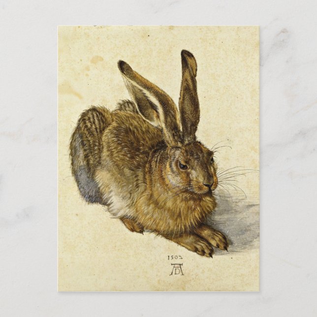 Carte Postale Albrecht Durer - Lièvre (1502) (Devant)