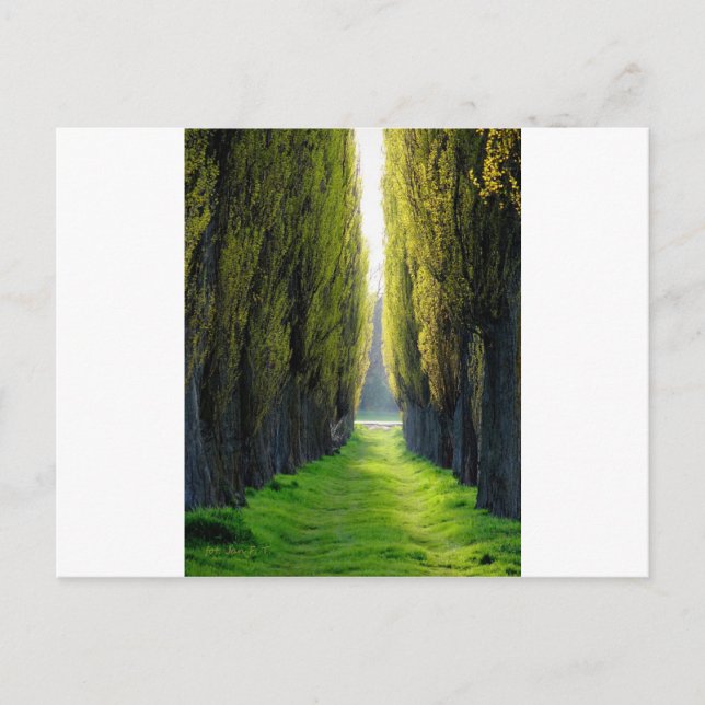 Carte Postale ALEJAWroclaw Pologne (Devant)