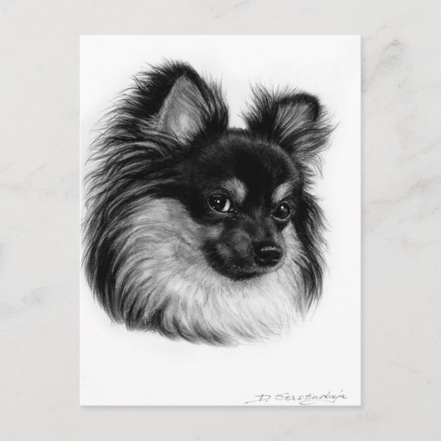 Carte Postale Alert Long Haired Chihuahua Main Drag Art (Devant)